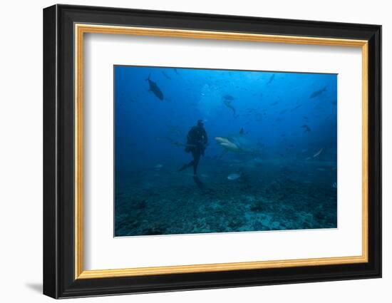 Scuba Diver and Silvertip Shark at the Bistro Dive Site in Fiji-Stocktrek Images-Framed Photographic Print