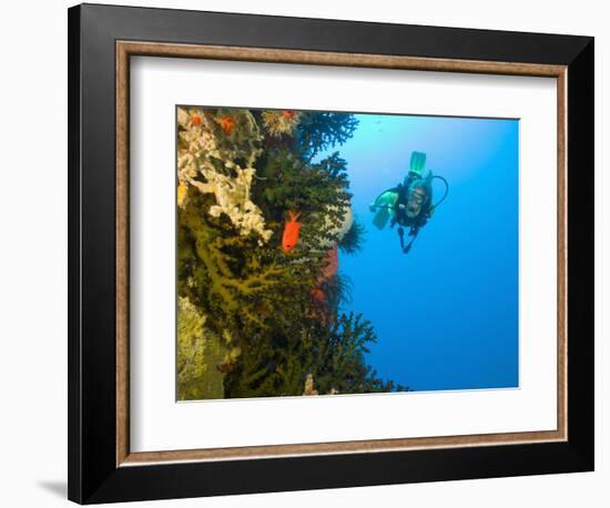 Scuba Diver Swimming into Cave of Tubastrae Coral Formation and Soldierfish, Banda Sea, Indonesia-Stuart Westmoreland-Framed Photographic Print