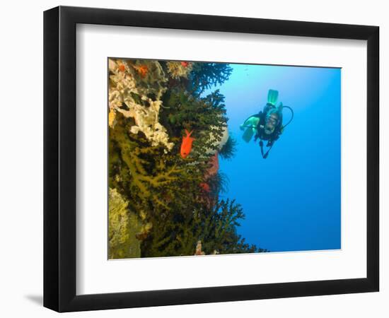 Scuba Diver Swimming into Cave of Tubastrae Coral Formation and Soldierfish, Banda Sea, Indonesia-Stuart Westmoreland-Framed Photographic Print