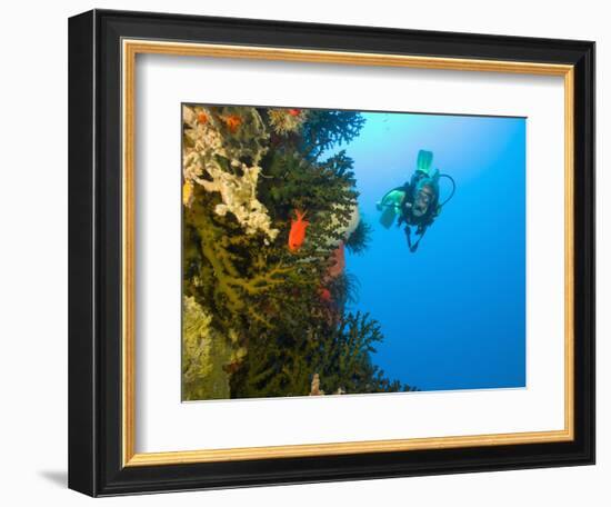 Scuba Diver Swimming into Cave of Tubastrae Coral Formation and Soldierfish, Banda Sea, Indonesia-Stuart Westmoreland-Framed Photographic Print