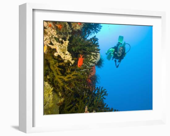 Scuba Diver Swimming into Cave of Tubastrae Coral Formation and Soldierfish, Banda Sea, Indonesia-Stuart Westmoreland-Framed Photographic Print