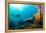 Scuba Diver Swimming with Gopro in Coral Landscape Scenic at Thetford Reef-Louise Murray-Framed Premier Image Canvas