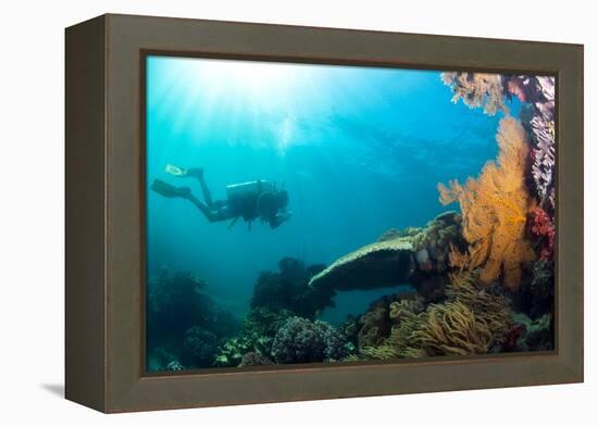 Scuba Diver Swimming with Gopro in Coral Landscape Scenic at Thetford Reef-Louise Murray-Framed Premier Image Canvas