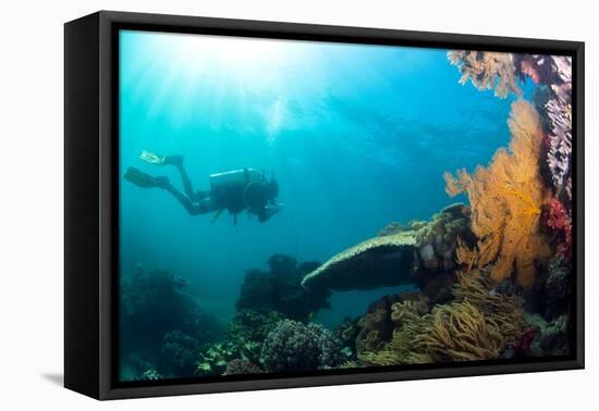 Scuba Diver Swimming with Gopro in Coral Landscape Scenic at Thetford Reef-Louise Murray-Framed Premier Image Canvas