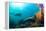 Scuba Diver Swimming with Gopro in Coral Landscape Scenic at Thetford Reef-Louise Murray-Framed Premier Image Canvas