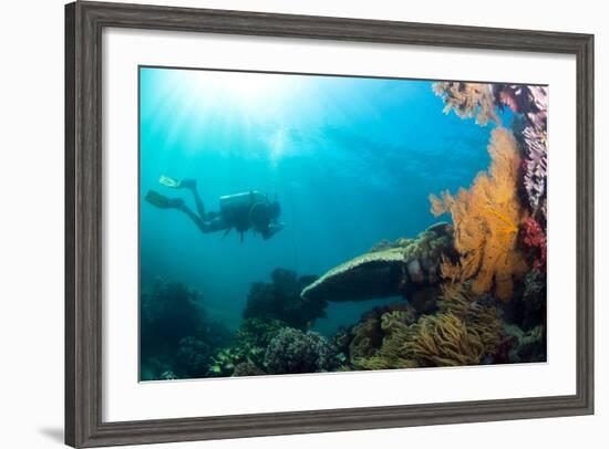 Scuba Diver Swimming with Gopro in Coral Landscape Scenic at Thetford Reef-Louise Murray-Framed Photographic Print