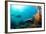 Scuba Diver Swimming with Gopro in Coral Landscape Scenic at Thetford Reef-Louise Murray-Framed Photographic Print