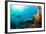 Scuba Diver Swimming with Gopro in Coral Landscape Scenic at Thetford Reef-Louise Murray-Framed Photographic Print