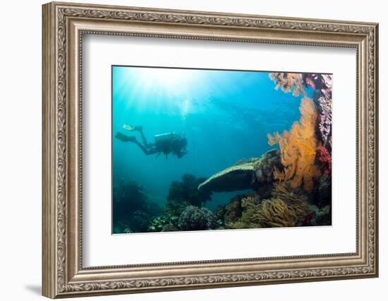 Scuba Diver Swimming with Gopro in Coral Landscape Scenic at Thetford Reef-Louise Murray-Framed Photographic Print