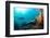 Scuba Diver Swimming with Gopro in Coral Landscape Scenic at Thetford Reef-Louise Murray-Framed Photographic Print