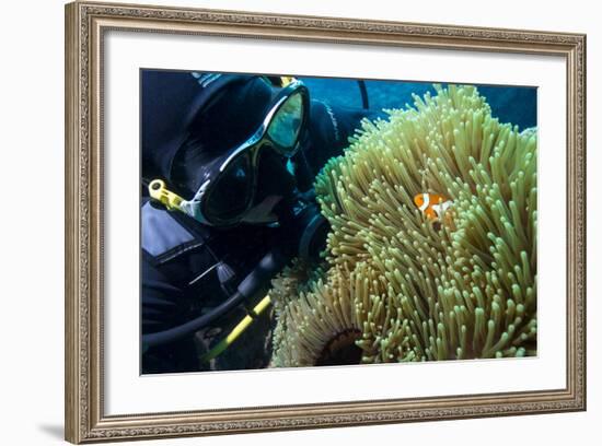 Scuba Diver with False Clown Anenomefish, Magnificent Sea Anemone, Cairns, Queensland, Australia-Louise Murray-Framed Photographic Print