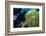 Scuba Diver with False Clown Anenomefish, Magnificent Sea Anemone, Cairns, Queensland, Australia-Louise Murray-Framed Photographic Print