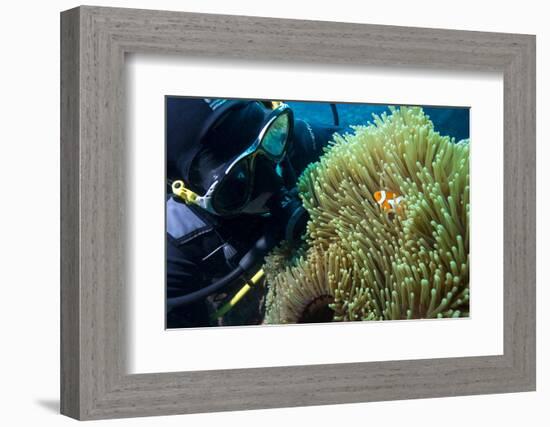 Scuba Diver with False Clown Anenomefish, Magnificent Sea Anemone, Cairns, Queensland, Australia-Louise Murray-Framed Photographic Print