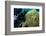 Scuba Diver with False Clown Anenomefish, Magnificent Sea Anemone, Cairns, Queensland, Australia-Louise Murray-Framed Photographic Print