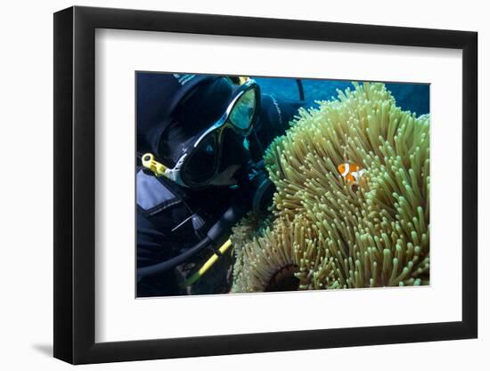 Scuba Diver with False Clown Anenomefish, Magnificent Sea Anemone, Cairns, Queensland, Australia-Louise Murray-Framed Photographic Print