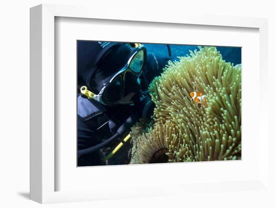 Scuba Diver with False Clown Anenomefish, Magnificent Sea Anemone, Cairns, Queensland, Australia-Louise Murray-Framed Photographic Print