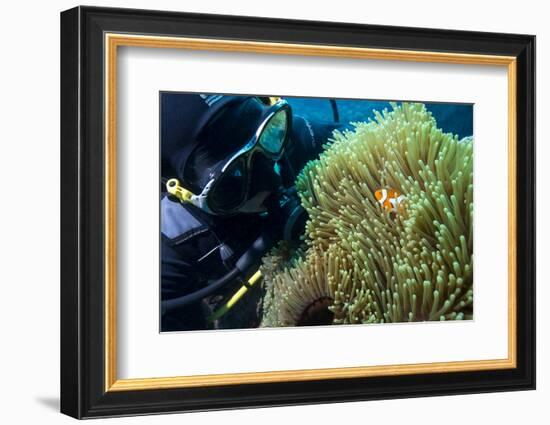 Scuba Diver with False Clown Anenomefish, Magnificent Sea Anemone, Cairns, Queensland, Australia-Louise Murray-Framed Photographic Print