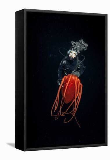 Scuba diver with Helmet jellyfish, Norway-Franco Banfi-Framed Premier Image Canvas