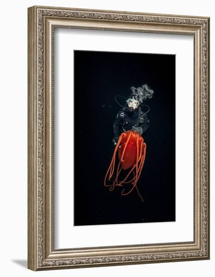 Scuba diver with Helmet jellyfish, Norway-Franco Banfi-Framed Photographic Print