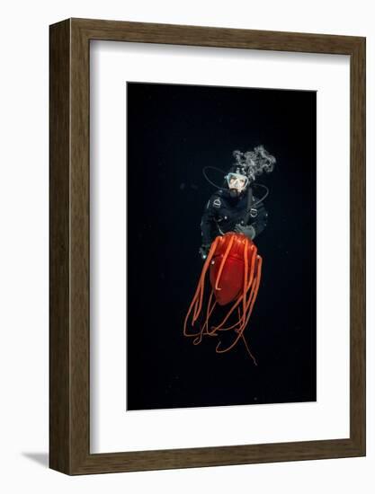 Scuba diver with Helmet jellyfish, Norway-Franco Banfi-Framed Photographic Print