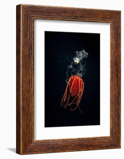Scuba diver with Helmet jellyfish, Norway-Franco Banfi-Framed Photographic Print