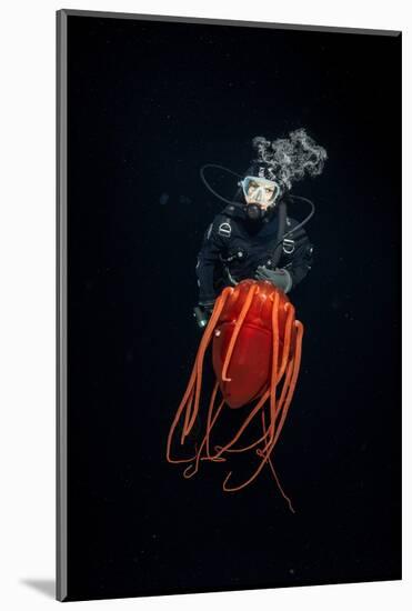 Scuba diver with Helmet jellyfish, Norway-Franco Banfi-Mounted Photographic Print