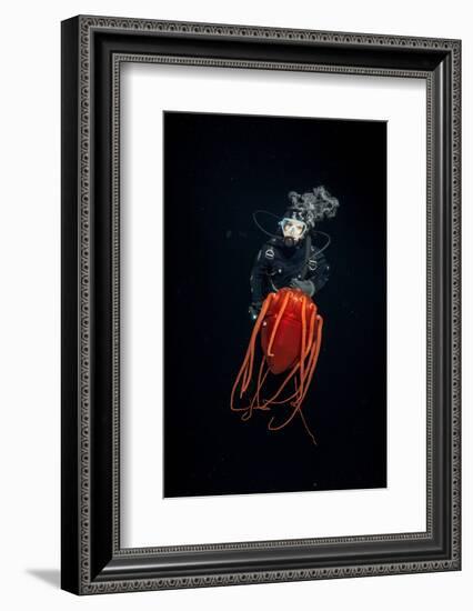 Scuba diver with Helmet jellyfish, Norway-Franco Banfi-Framed Photographic Print