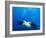 Scuba Divers with Hawksbill Turtle, Half Moon Caye, World Heritage Site, Barrier Reef, Belize-Stuart Westmoreland-Framed Photographic Print