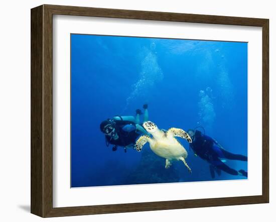 Scuba Divers with Hawksbill Turtle, Half Moon Caye, World Heritage Site, Barrier Reef, Belize-Stuart Westmoreland-Framed Photographic Print