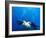 Scuba Divers with Hawksbill Turtle, Half Moon Caye, World Heritage Site, Barrier Reef, Belize-Stuart Westmoreland-Framed Photographic Print
