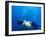 Scuba Divers with Hawksbill Turtle, Half Moon Caye, World Heritage Site, Barrier Reef, Belize-Stuart Westmoreland-Framed Photographic Print