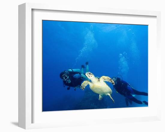 Scuba Divers with Hawksbill Turtle, Half Moon Caye, World Heritage Site, Barrier Reef, Belize-Stuart Westmoreland-Framed Photographic Print