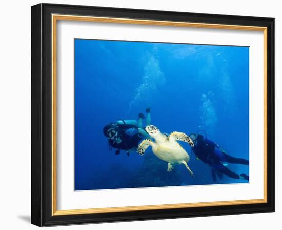 Scuba Divers with Hawksbill Turtle, Half Moon Caye, World Heritage Site, Barrier Reef, Belize-Stuart Westmoreland-Framed Photographic Print