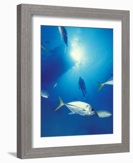 Scuba Diving at Lighthouse Reef with Fish, Barrier Reef, Belize-Greg Johnston-Framed Photographic Print