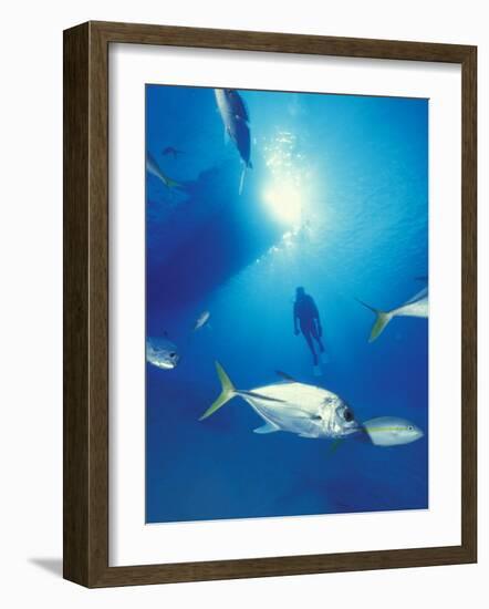 Scuba Diving at Lighthouse Reef with Fish, Barrier Reef, Belize-Greg Johnston-Framed Photographic Print