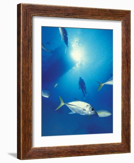 Scuba Diving at Lighthouse Reef with Fish, Barrier Reef, Belize-Greg Johnston-Framed Photographic Print