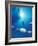 Scuba Diving at Lighthouse Reef with Fish, Barrier Reef, Belize-Greg Johnston-Framed Photographic Print