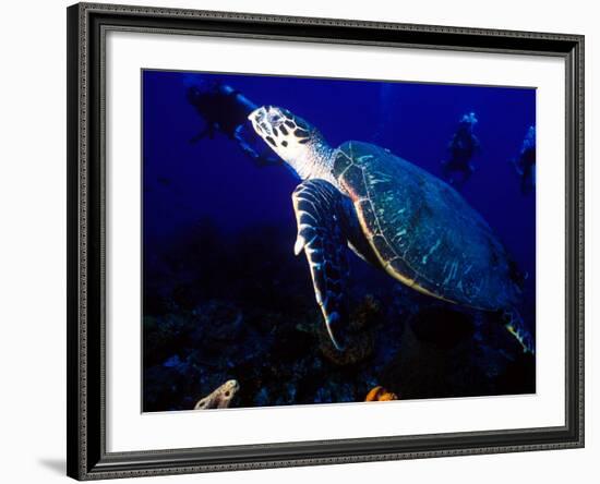 Scuba Diving in Soufriere Bay with Loggerhead Turtle, Dominica, Caribbean-Greg Johnston-Framed Photographic Print