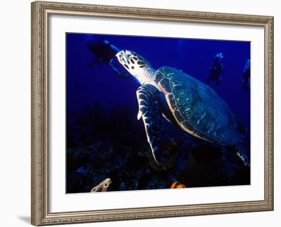 Scuba Diving in Soufriere Bay with Loggerhead Turtle, Dominica, Caribbean-Greg Johnston-Framed Photographic Print