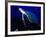 Scuba Diving in Soufriere Bay with Loggerhead Turtle, Dominica, Caribbean-Greg Johnston-Framed Photographic Print