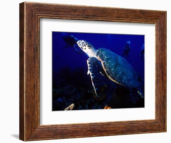 Scuba Diving in Soufriere Bay with Loggerhead Turtle, Dominica, Caribbean-Greg Johnston-Framed Photographic Print