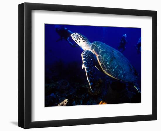 Scuba Diving in Soufriere Bay with Loggerhead Turtle, Dominica, Caribbean-Greg Johnston-Framed Photographic Print