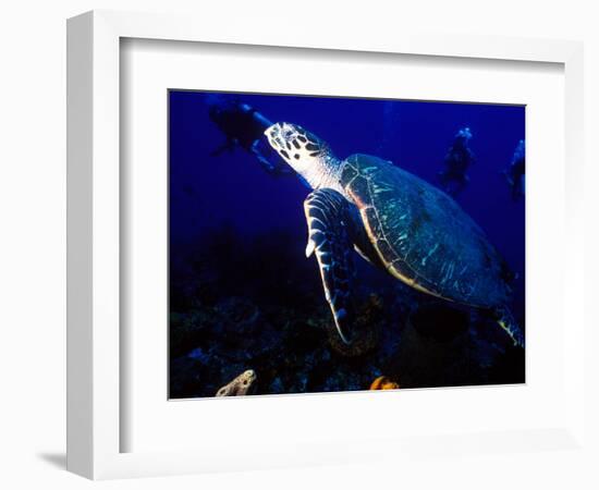 Scuba Diving in Soufriere Bay with Loggerhead Turtle, Dominica, Caribbean-Greg Johnston-Framed Photographic Print