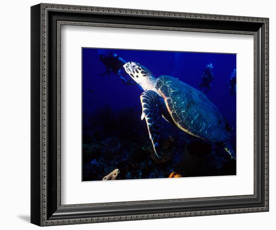 Scuba Diving in Soufriere Bay with Loggerhead Turtle, Dominica, Caribbean-Greg Johnston-Framed Photographic Print