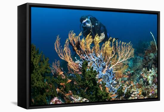 SCUBA Diving, Indonesia-Georgette Douwma-Framed Premier Image Canvas