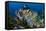 SCUBA Diving, Indonesia-Georgette Douwma-Framed Premier Image Canvas