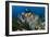 SCUBA Diving, Indonesia-Georgette Douwma-Framed Photographic Print