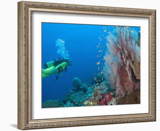 Scuba Diving Near Gorgonian Sea Fan and Schooling Anthias Fish, Raja Ampat Region of Papua-Stuart Westmoreland-Framed Photographic Print