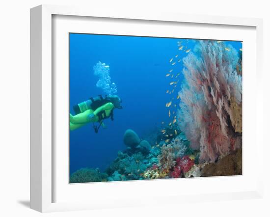 Scuba Diving Near Gorgonian Sea Fan and Schooling Anthias Fish, Raja Ampat Region of Papua-Stuart Westmoreland-Framed Photographic Print