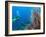 Scuba Diving Near Gorgonian Sea Fan and Schooling Anthias Fish, Raja Ampat Region of Papua-Stuart Westmoreland-Framed Photographic Print